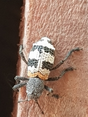 Aegorhinus phaleratus