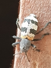 Aegorhinus phaleratus