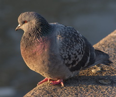 Columba livia domestica