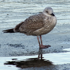 Larus argentatus