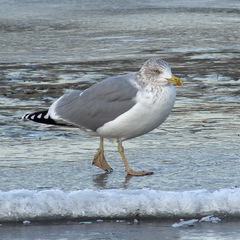 Larus argentatus