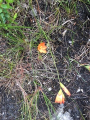 Gladiolus brevitubus