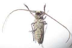 Prosopocera