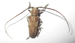Prosopocera
