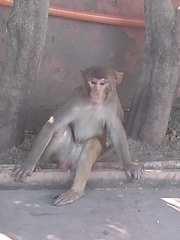 Macaca mulatta