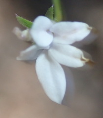 Monopsis alba