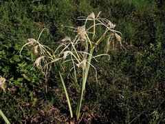 Hymenocallis occidentalis