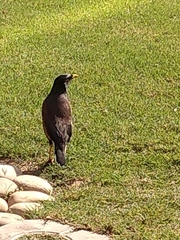 Acridotheres tristis