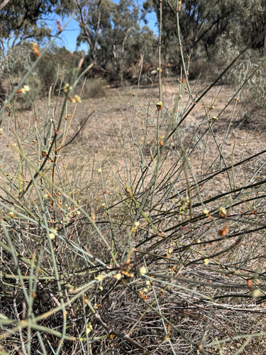 Tangled Lignum
