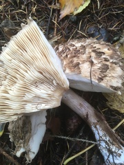 Rhacodium
