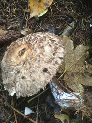 Rhacodium