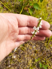 Spiranthes lacera lacera
