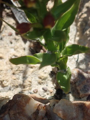 Brachycorythis macowaniana