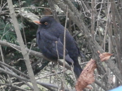 Turdus merula
