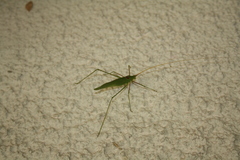 Acrometopa servillea