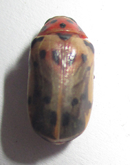 Polyclada bohemani