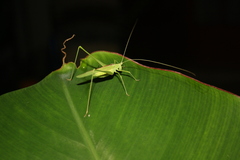 Acrometopa servillea