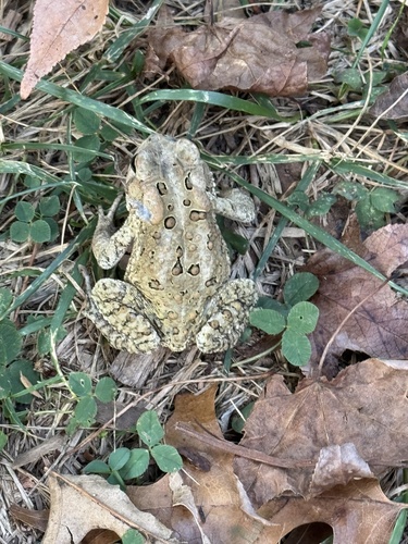 American Toad