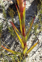 Disa reticulata