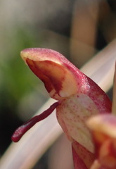 Disa reticulata