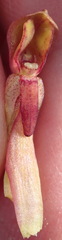 Disa reticulata