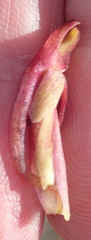 Disa reticulata