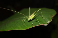 Acrometopa servillea