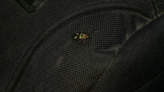 Oncopeltus unifasciatellus