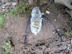 Quesada gigas
