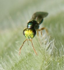 Halticoptera