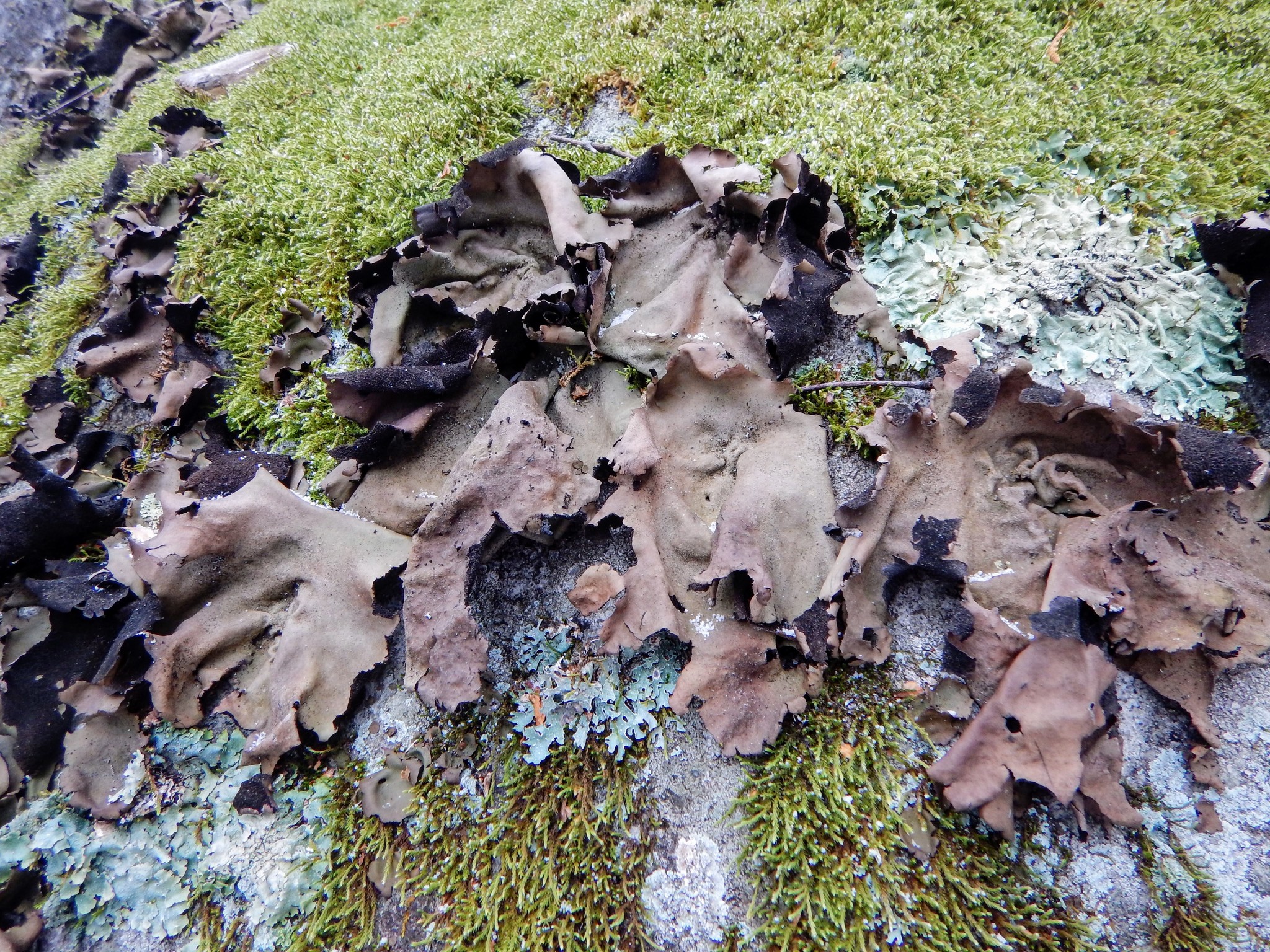 Umbilicaria image