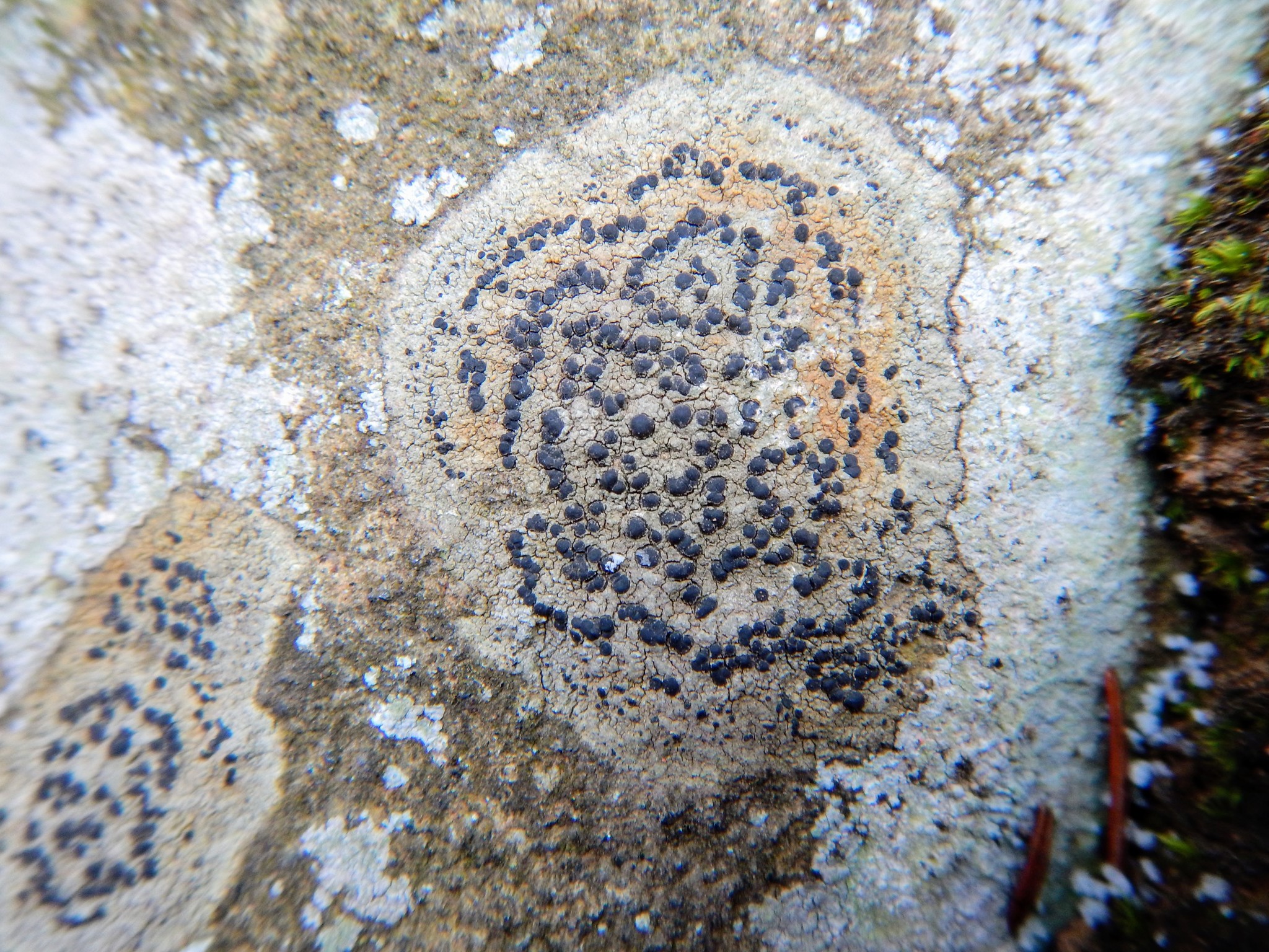 Porpidia crustulata image