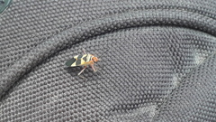 Oncopeltus unifasciatellus