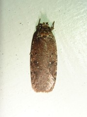 Agonopterix clemensella