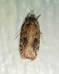Agonopterix canadensis