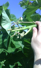 Jatropha peltata