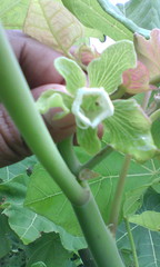 Jatropha peltata