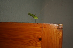 Acrometopa servillea