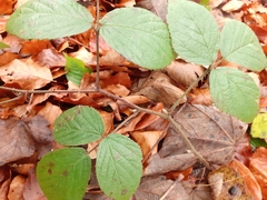 Rubus dasyphyllus