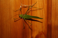 Acrometopa servillea