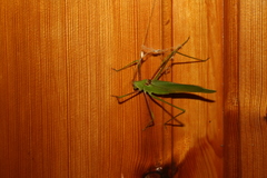 Acrometopa servillea