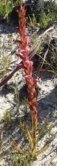 Disa reticulata