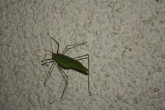 Acrometopa servillea