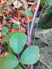 Rubus dasyphyllus
