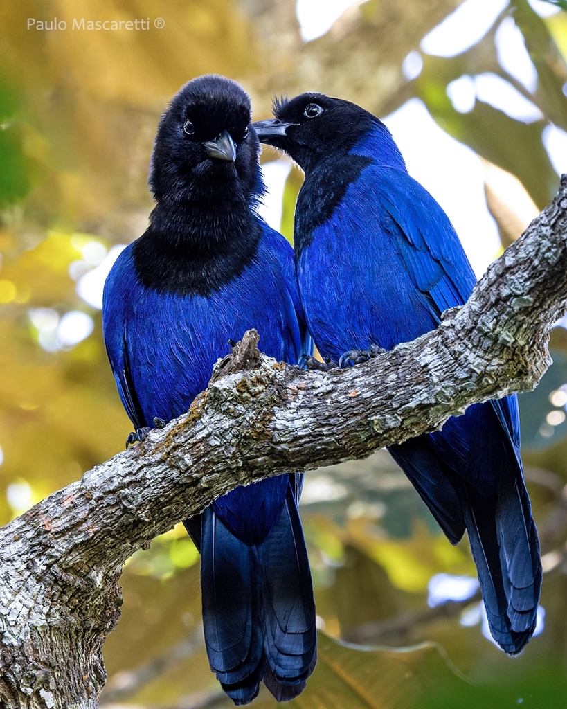 Azure Jay