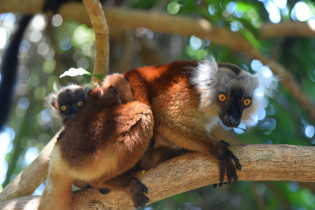 Black Lemur