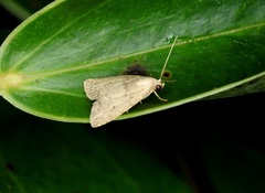 Anachrostis