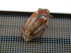 Amphimallon solstitiale