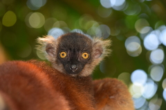 Eulemur macaco