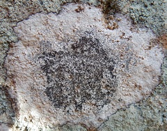 Lecanora oreinoides